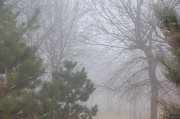 2nd Mar 2011 - foggy