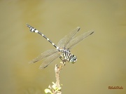 3rd Mar 2011 - Dragonfly
