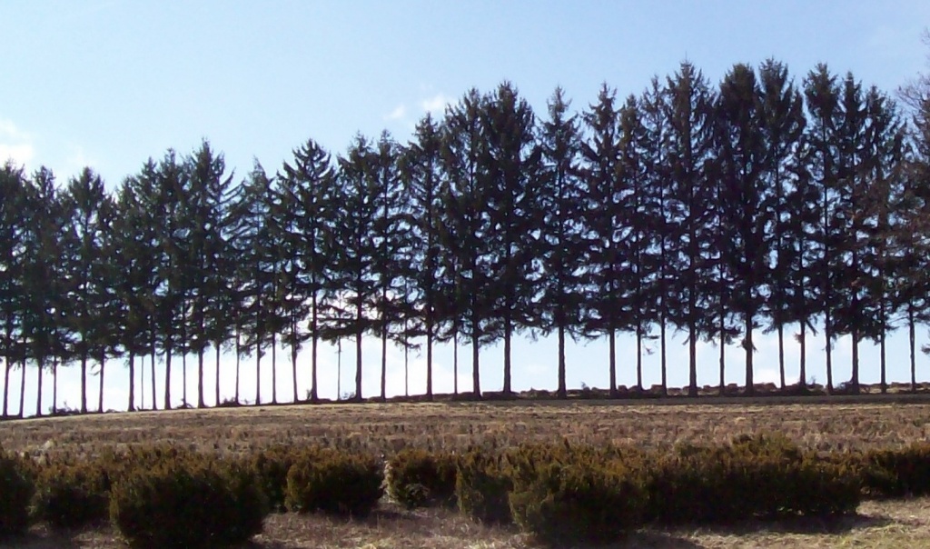 Trees in a Row by julie