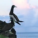 pair of brown boobies, ocean-side cliff edge, at sunset by lbmcshutter