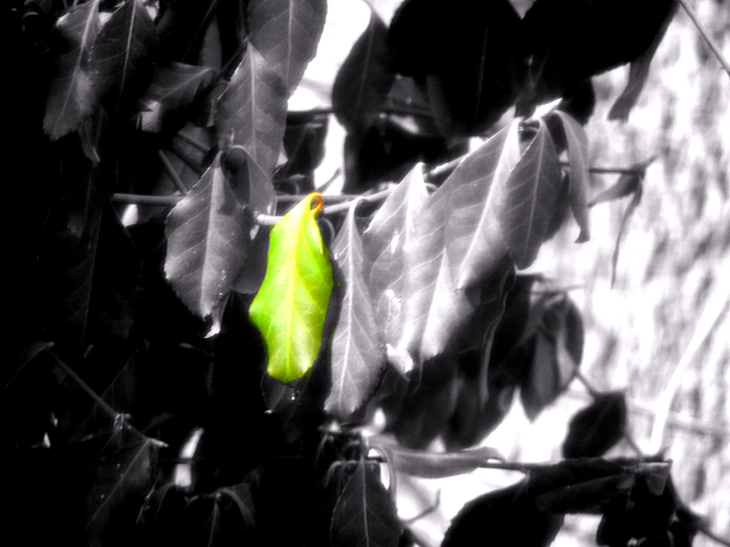 Green Leaf by mej2011