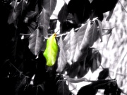 3rd Mar 2011 - Green Leaf