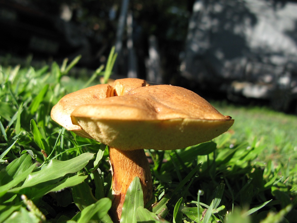 Mushrooms by loey5150