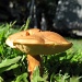Mushrooms by loey5150