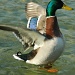The duck by parisouailleurs