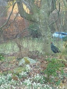 4th Mar 2011 - pheasant in the garden