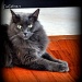 Scrappy ~ Portrait of an Angry Cat by peggysirk