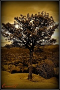 4th Mar 2011 - The Lone Tree