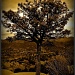 The Lone Tree by exposure4u