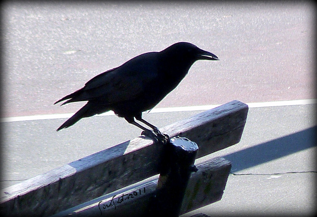 Raven on a Bench by peggysirk