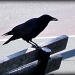 Raven on a Bench by peggysirk