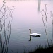 Swandy Pond 2 by melinareyes