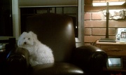 4th Mar 2011 - Scholastic Pup