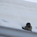 Sparrow in snow IMG_3406 by annelis