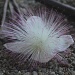 fallen Powderpuff tree flower - Barringtonia racemosa by lbmcshutter