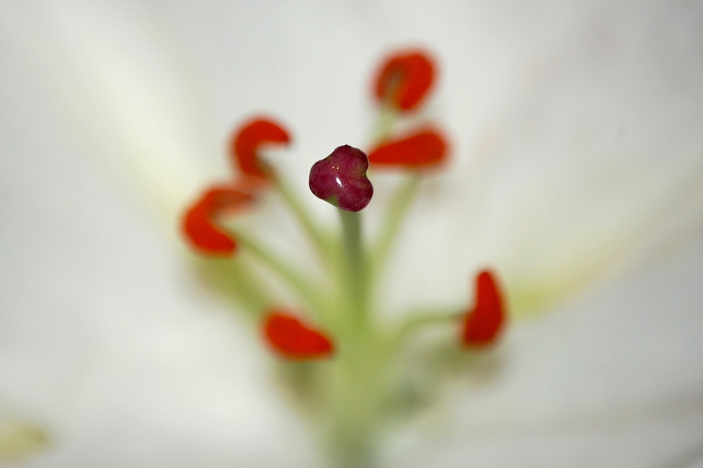 Red Stamen & Stigma by andycoleborn