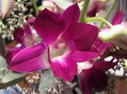 4th Mar 2011 - Orchid