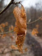 5th Mar 2011 - A single leaf