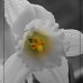 Grey Day Daffodil by judithdeacon