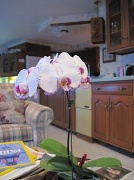 4th Mar 2011 - Orchid, again