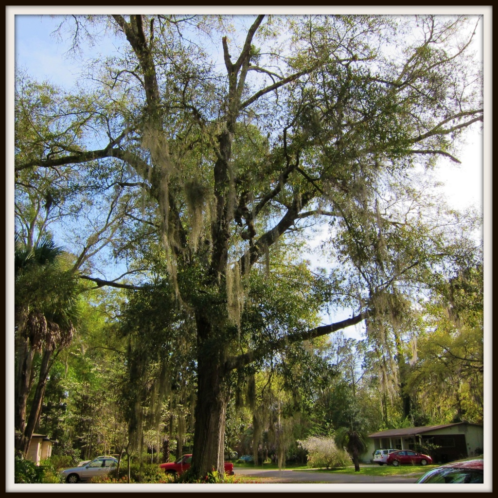 Spanish Moss by allie912