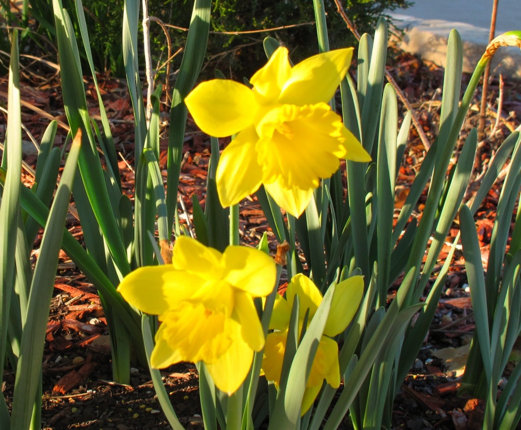 Daffodils by lisaconrad