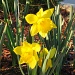 Daffodils by lisaconrad
