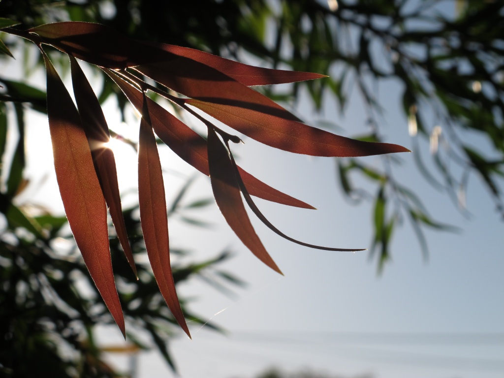 Sunlight leaf by alia_801
