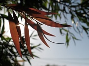 6th Mar 2011 - Sunlight leaf