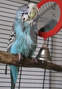 5th Mar 2011 - Wet Budgie - what a funny sight