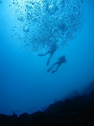 6th Mar 2011 - I had a great time scuba diving today