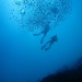 I had a great time scuba diving today by lbmcshutter