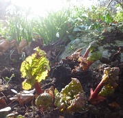 6th Mar 2011 - newly planted rhubarb