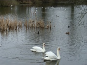 6th Mar 2011 - Two swans
