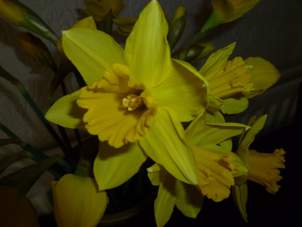 Daffodil for St David by moominmomma