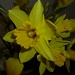 Daffodil for St David by moominmomma