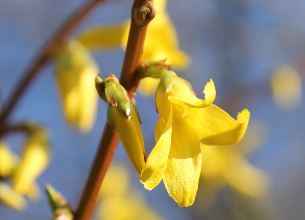Forsythia Saga! by daffodill