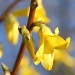 Forsythia Saga! by daffodill