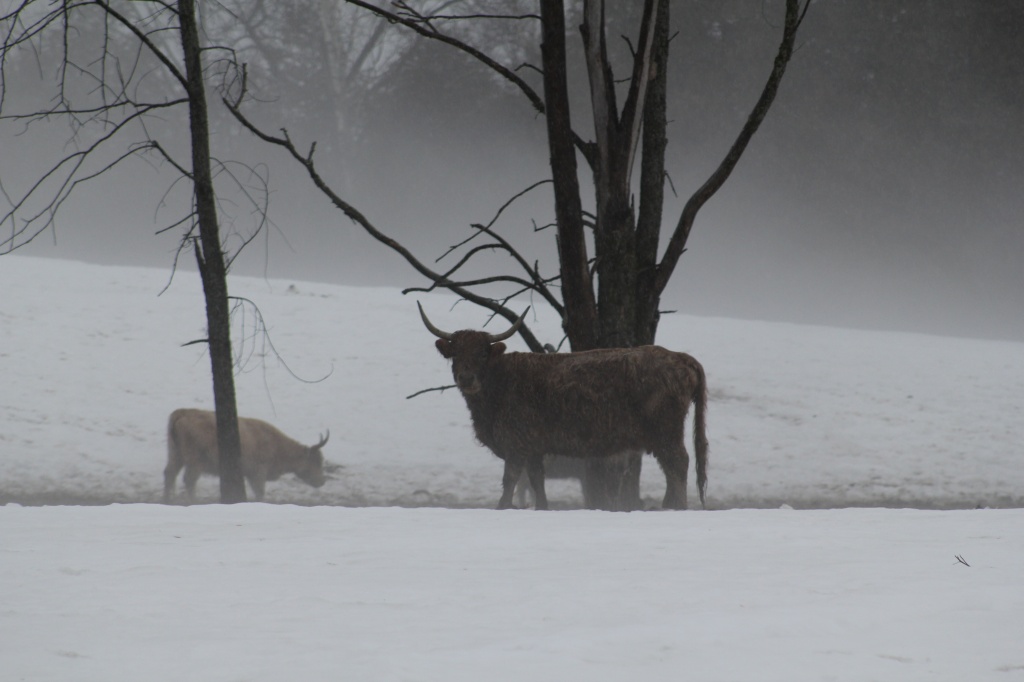 Foggy field of beasts by mandyj92