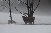 6th Mar 2011 - Foggy field of beasts