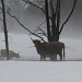 Foggy field of beasts by mandyj92