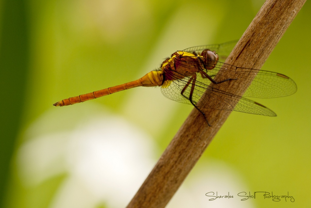 Golden Dragonfly by bella_ss