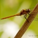 Golden Dragonfly by bella_ss