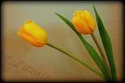 6th Mar 2011 - Tulips
