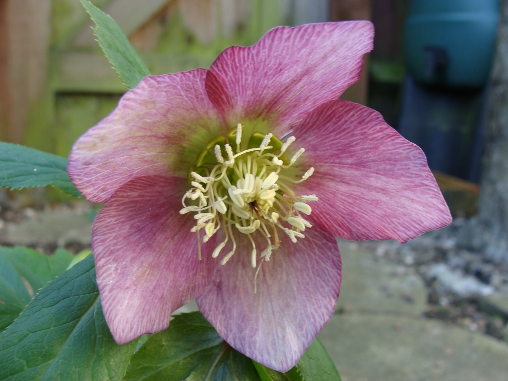 Hellebore by busylady