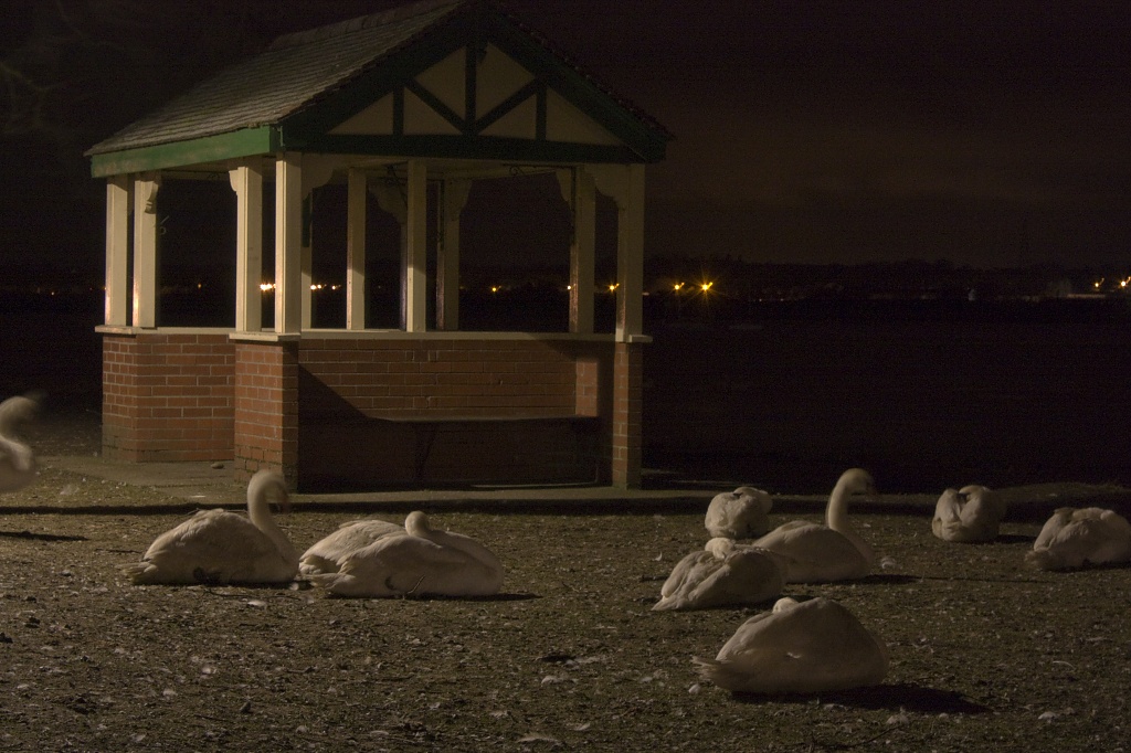 S is for swans sleeping by the shelter on the Stour by edpartridge