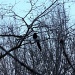 Magpie by berend