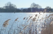 7th Mar 2011 - Sunlight on the water. Startops reservoir, Marsworth.