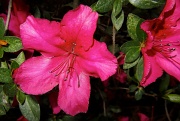 7th Mar 2011 - My azaleas have started to bloom!