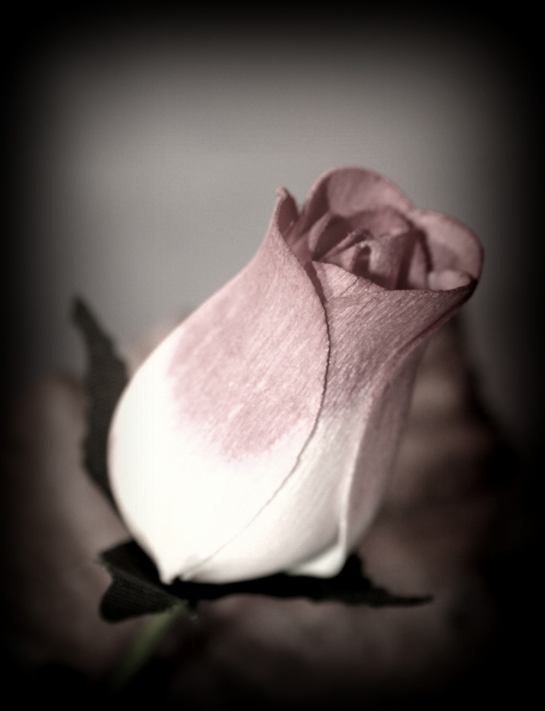 The Rose by digitalrn